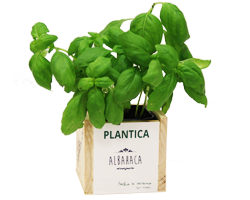 Kit Plantica
